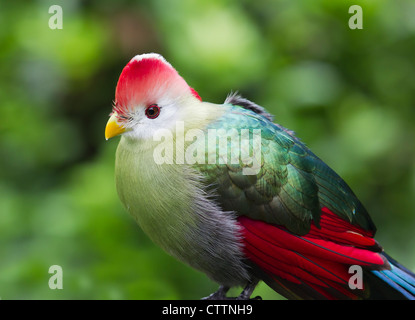 Red crested's Turaco (Tauraco erithrolophus) Foto Stock