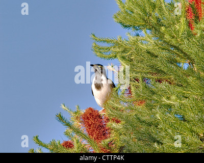 Blu-di fronte Honeyeater (Entomyzon cyanotis) su BLOSSOM Foto Stock