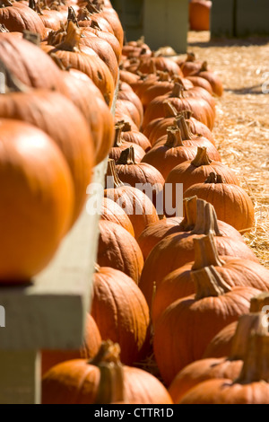 Righe fresco di zucche su pre-Halloween market Foto Stock