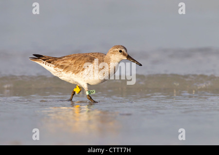 Nodo rosso (Calidris canutus) singolo uccello indossando le bande di uccelli, camminando sulla battigia in acqua, Florida, Stati Uniti d'America Foto Stock