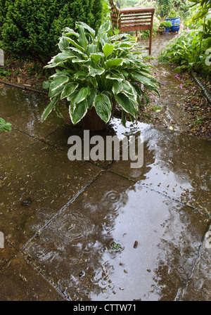 Patio con grande hosta piante in vaso e il sentiero di ghiaia che conduce al banco in heavy rain nel giardino, Gloucestershire England Regno Unito Foto Stock