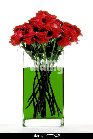 Rose rosse in acqua verde - Rote Rosen in grünem Blumenwasser in Glasvase, Freisteller Foto Stock