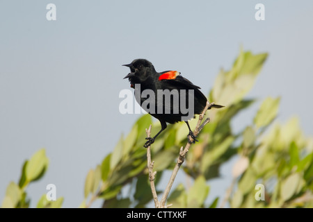 Rosso-winged Blackbird - maschio visualizzazione Agelaius phoenicus South Padre Island Texas, Stati Uniti d'America BI022534 Foto Stock