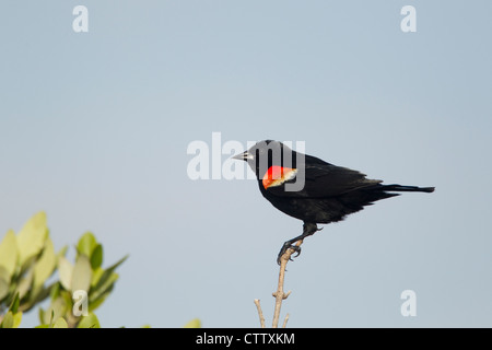 Rosso-winged Blackbird - maschio Agelaius phoenicus South Padre Island Texas, Stati Uniti d'America BI022537 Foto Stock