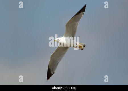 Anello-fatturati Gabbiano - in volo Larus delawarensis Bolivar appartamenti Texas, Stati Uniti d'America BI022853 Foto Stock