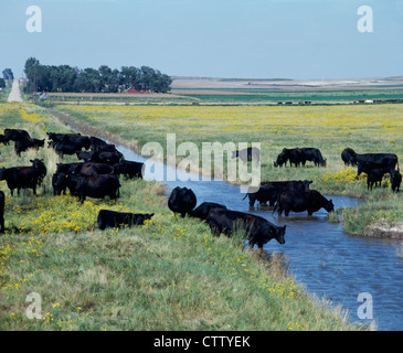 ANGUS COW-vitello pascolo di mandrie da stream / COLORADO Foto Stock