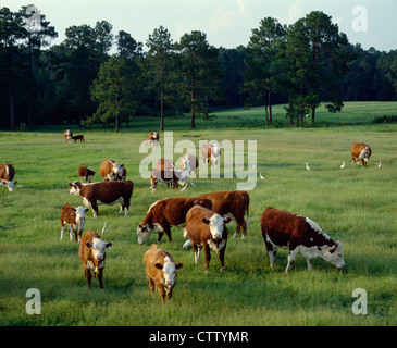 POLLED HEREFORD mandria / GEORGIA Foto Stock