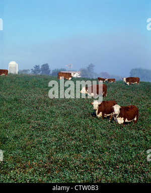 HEREFORD Vacche e vitelli in pascolo di trifoglio Foto Stock