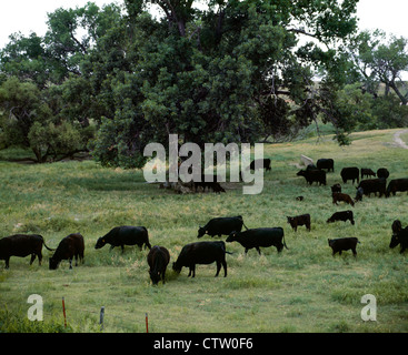 ANGUS COW/allevamento bovino / Kansas Foto Stock