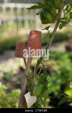 Vite pomodori coltivati sotto la copertura in serra legate dalla stringa marrone per il supporto di canna, Settembre, UK. Foto Stock