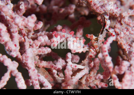 Cavalluccio marino pigmeo (Hippocampus bargibanti), Mabul, Borneo Malaysia Foto Stock