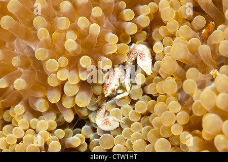 Il granchio porcellana - Neopetrolisthes maculatus su anemone, Borneo, Malaysia Foto Stock