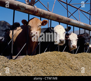 1000-1200 LB. Manzi a mangiare da insilato Foto Stock