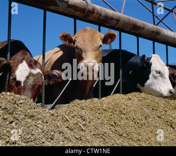 1000-1200 LB. Manzi a mangiare da insilato Foto Stock