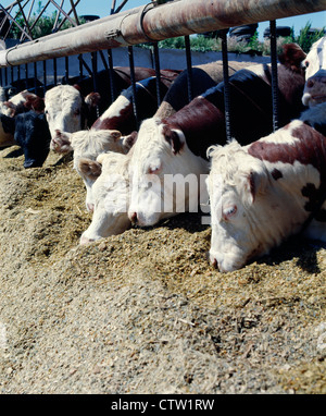 1000-1200 LB. Manzi a mangiare da insilato Foto Stock