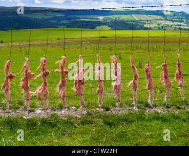 La lana di ovini catturati sulla recinzione Foto Stock