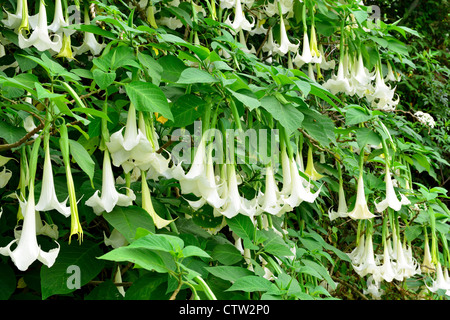 Angelo tromba o Brugmansia è un genere di sette specie di piante da fiore nella famiglia delle Solanacee nativo di Sud tropicale Foto Stock