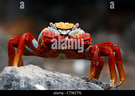 Sally Lightfoot Crab (Grapsus grapsus) in piedi su una roccia lavica, North Seymour Island Galapagos Ecuador. Foto Stock