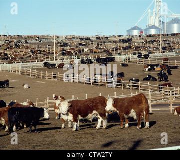 FEEDLOT commerciale con 900 - 1000 LB MANZI / Kansas Foto Stock