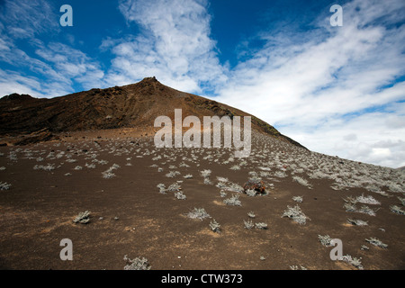 Vista del paesaggio del picco vulcanico di Bartolome Island con il grigio Matplants (Tiquilia nesiotica), Isole Galapagos National Park, Bartolome Island, Galapagos, Ecuador Foto Stock