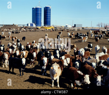 Manzi nel feedlot / Kansas Foto Stock