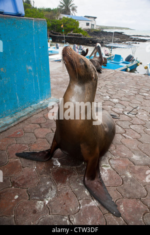 Un Galapagos Sea Lion (Zalphus wollebacki) sorge nel mercato del pesce, Puerto Ayora, Isola di Santa Cruz, Galapagos, Ecuador Foto Stock