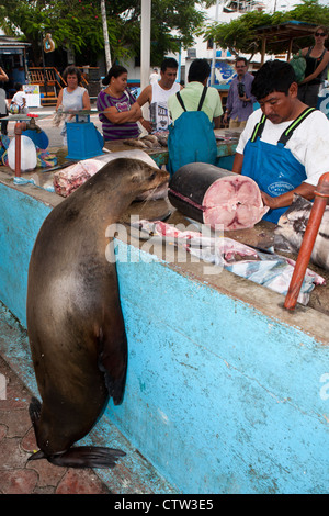 Un Galapagos Sea Lion (Zalphus wollebacki) orologi uomo tagliare il pesce appena pescato in vendita presso il mercato del pesce di Puerto Ayora, Isola di Santa Cruz, Galapagos, Ecuador Foto Stock