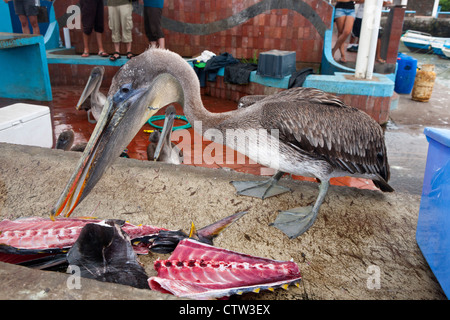 Un Pellicano marrone (Pelecanus occidentalis), risponde a scarti di recentemente pesce pulito al mercato del pesce di Puerto Ayora, Isola di Santa Cruz, Galapagos, Ecuador Foto Stock