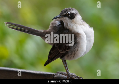 Galpagos Mockingbird (Mimus parvulus) vicino al Tortuga Bay, Isole Galapagos National Park, Isola di Santa Cruz, Galapagos, Ecuador Foto Stock