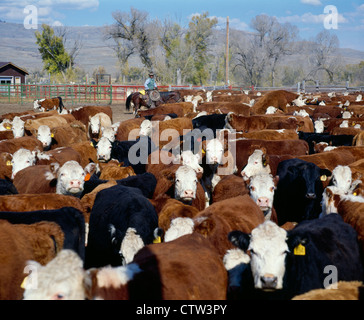 Controllare il cow-ALLEVAMENTO BOVINO IN CORRAL / COLORADO Foto Stock