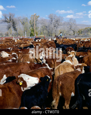 Controllare il cow-ALLEVAMENTO BOVINO IN CORRAL / COLORADO Foto Stock