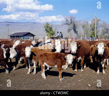 Controllare il cow-ALLEVAMENTO BOVINO IN CORRAL / COLORADO Foto Stock