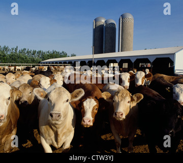 Sul mercato peso manzi nel feedlot agricoltore / Iowa Foto Stock