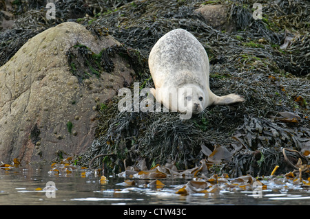 Guarnizione comune (Phoca vitulina) tirata fuori su isolotto roccioso. Suono di Mull, Scozia. Giugno. Noto anche come guarnizione del porto. Foto Stock