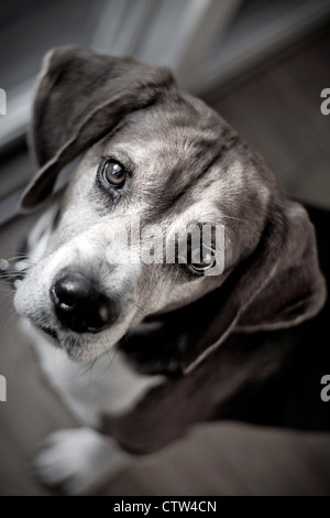 Simpatico cane beagle guardando il visore con tenui colori. Profondità di campo. Foto Stock