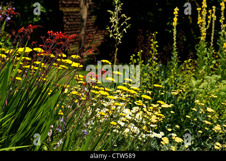Coloratissima isola letto di fiori all'altezza di inglese estate Foto Stock