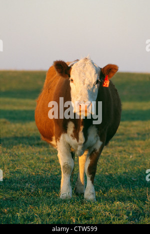 SIMMENTAL vacca sui pascoli irrigati / COLORADO Foto Stock