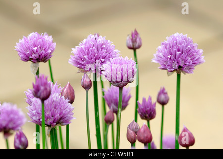 Fiori di erba cipollina apertura (Allium schoenoprasum), Inghilterra, Regno Unito Foto Stock