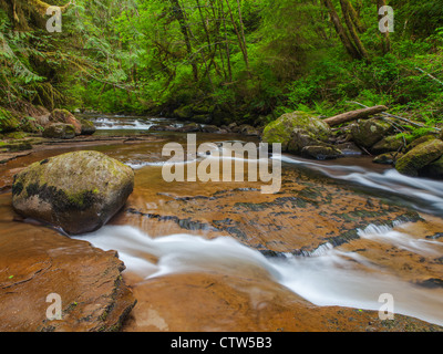 Lane County, Oregon Sweet Creek che scorre sulle rocce piatte sulla dolce Creek Falls trail, Siuslaw National Forest Foto Stock