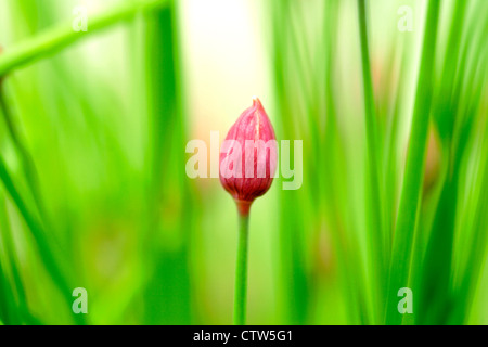 Non aperti fiore di erba cipollina (Allium schoenoprasum), Inghilterra, Regno Unito Foto Stock