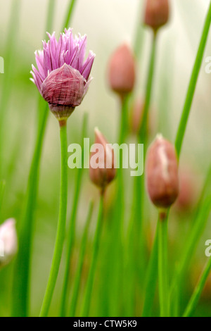 Fiori di erba cipollina apertura (Allium schoenoprasum), Inghilterra, Regno Unito Foto Stock