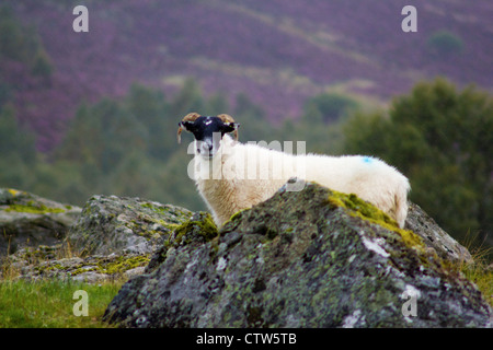 Un le pecore di montagna nella bellissima Highlands Scozzesi. Situato nelle montagne tra i ricchi di erba e arbusti, il suo verde e robusto. Foto Stock