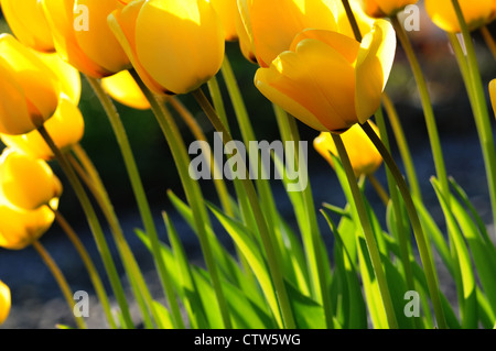 Tulipani gialli in piena fioritura. Il tulip è un perenne, pianta bulbosa con vistose fioriture in genere Tulipa. Foto Stock