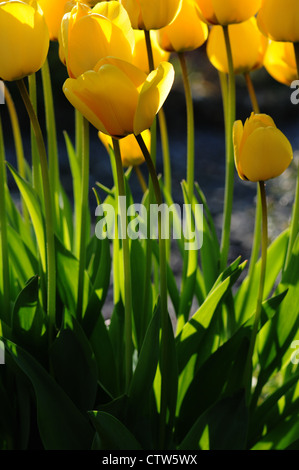 Tulipani gialli in piena fioritura. Il tulip è un perenne, pianta bulbosa con vistose fioriture in genere Tulipa. Foto Stock