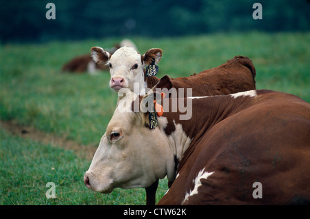 POLLED HEREFORD mucca e vitello / PENNSYLVANIA Foto Stock