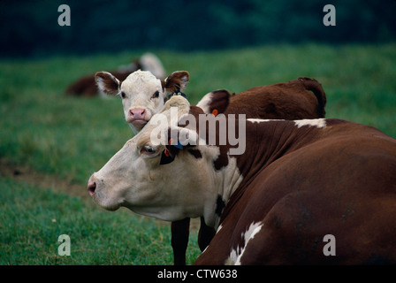 POLLED HEREFORD mucca e vitello / PENNSYLVANIA Foto Stock