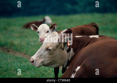 POLLED HEREFORD mucca e vitello / PENNSYLVANIA Foto Stock