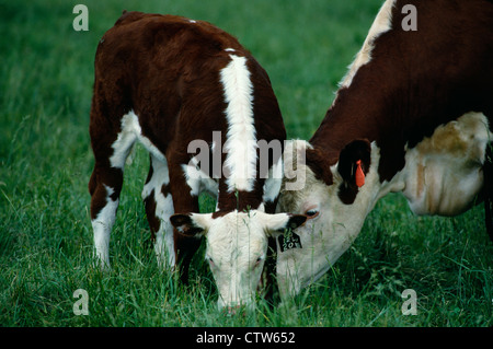 POLLED HEREFORD COW-calf Foto Stock