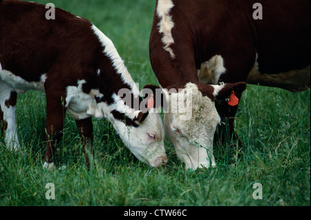 POLLED HEREFORD COW-calf Foto Stock