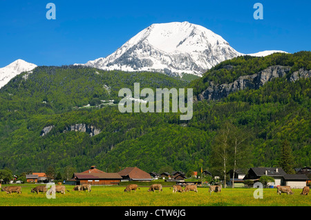 Il pascolo di bestiame su una soleggiata mattina di primavera nei pressi del villaggio di Meiringen, Oberbland bernese, il cantone di Berna, Svizzera. Foto Stock